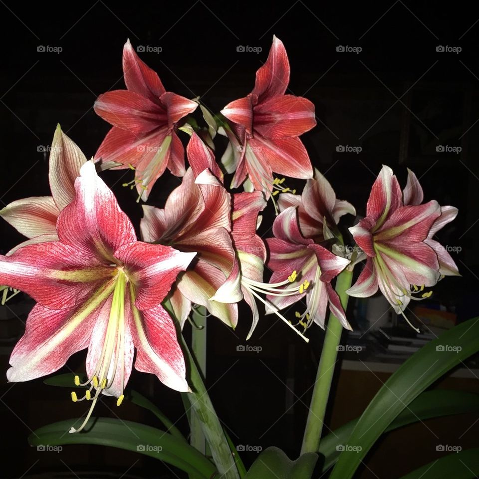 Amaryllis 