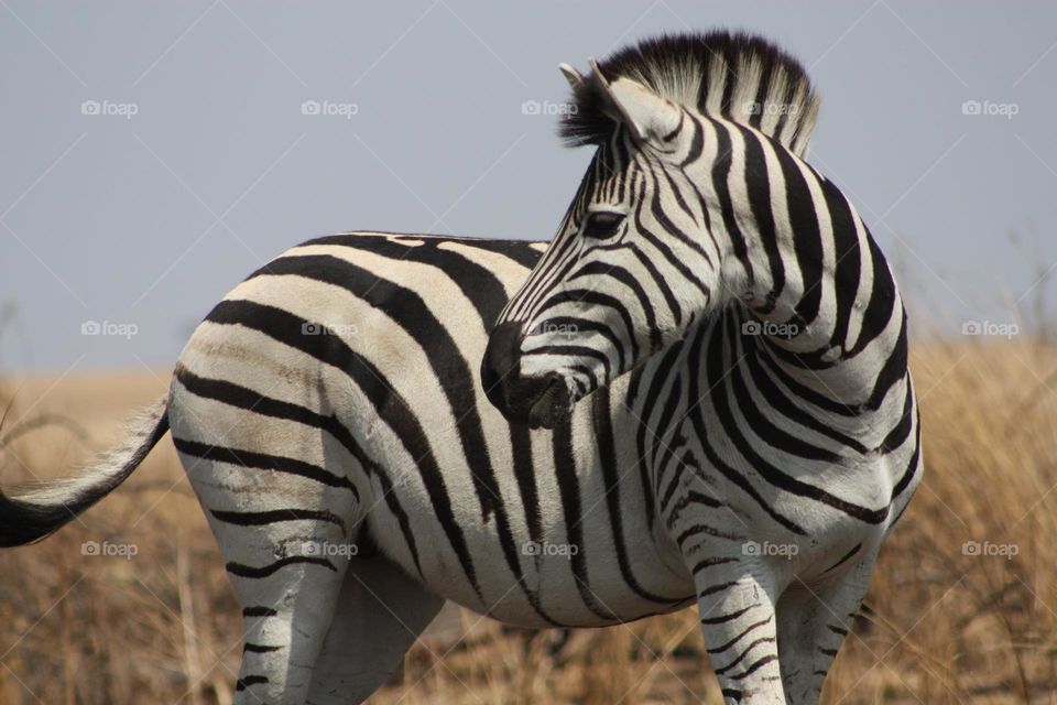 mid afternoon.  5min drive from home. beautiful zebra.