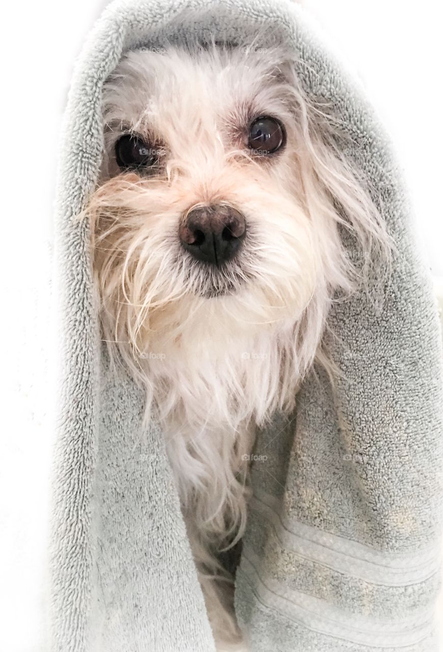 Close-up of dog covered with towel