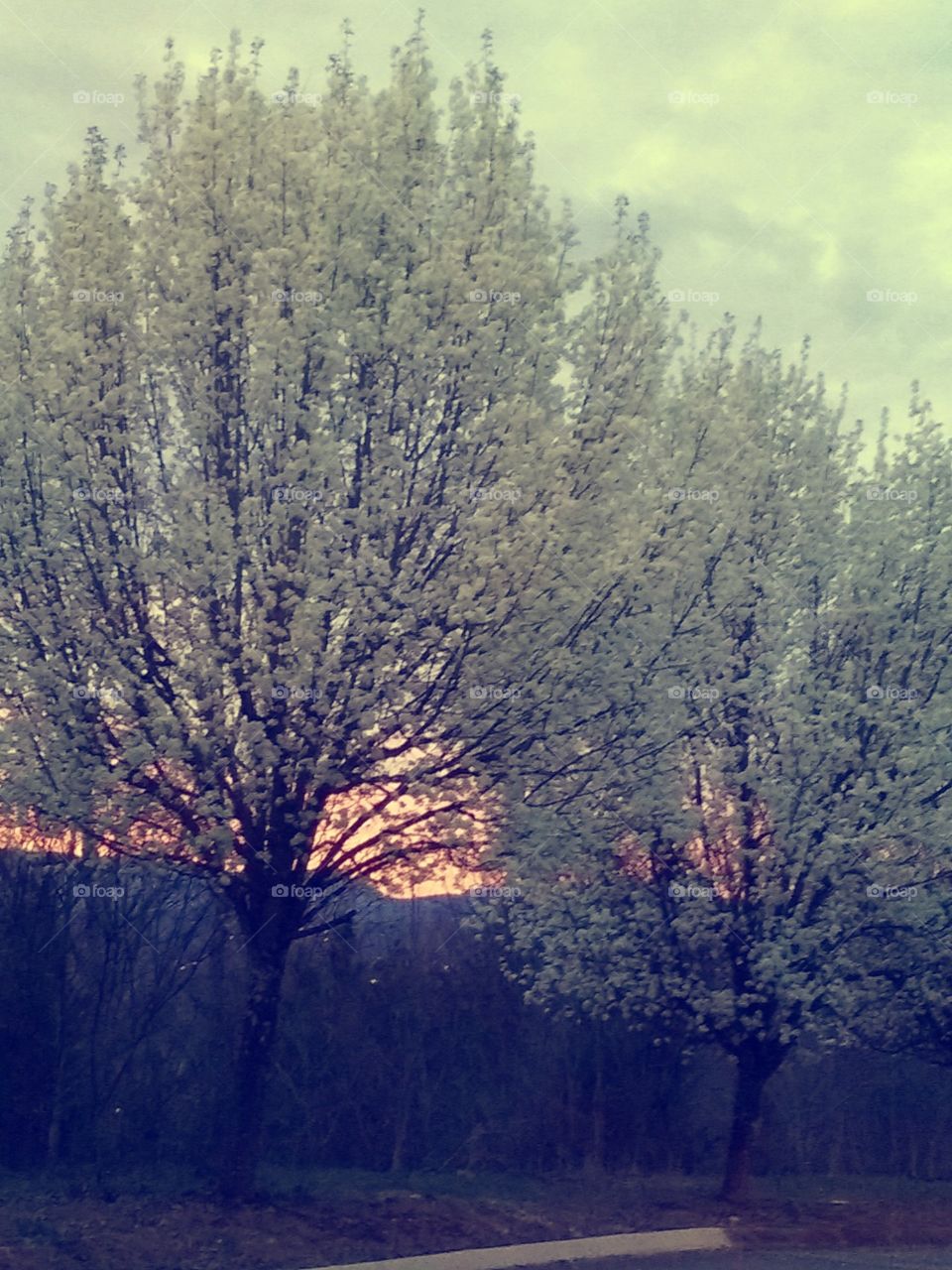 sunset through the trees