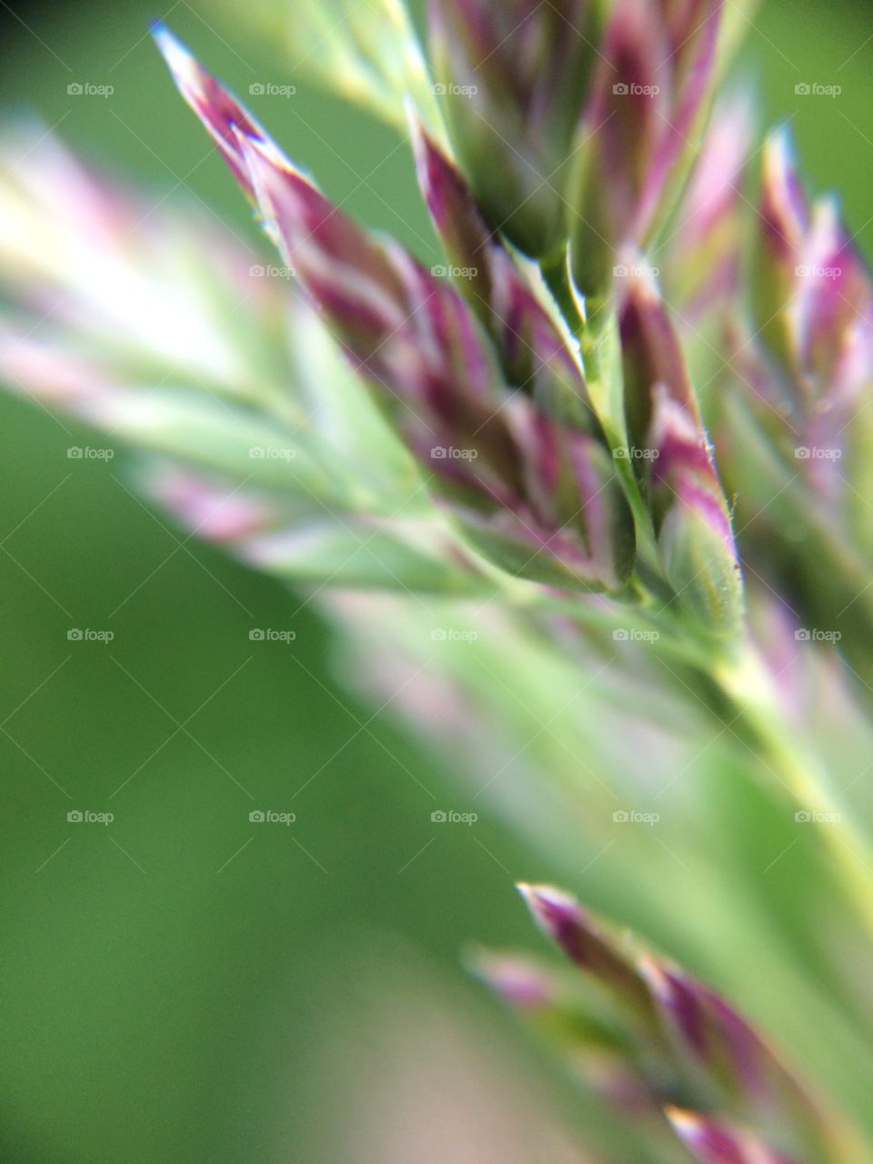 Grass macro 