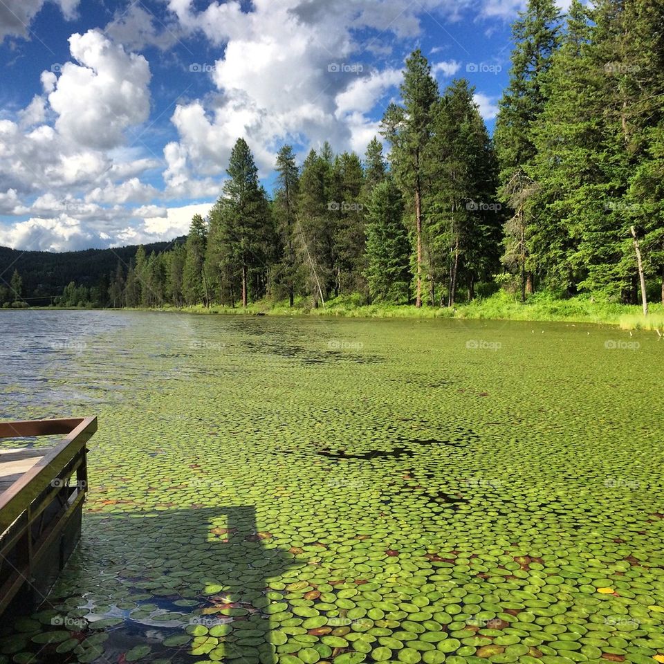 Lillypads lake