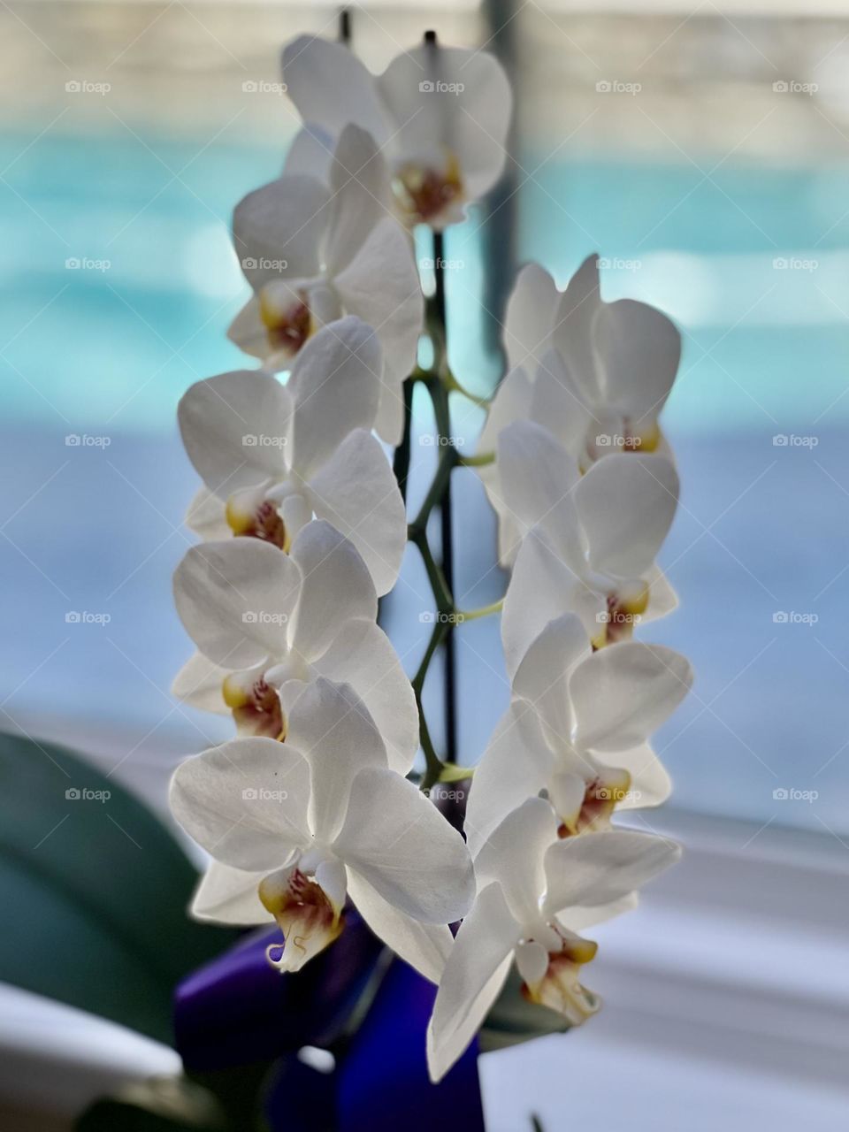 White orchids