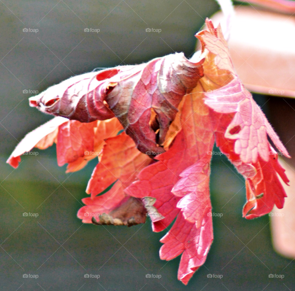 leaf autumn by welshmel