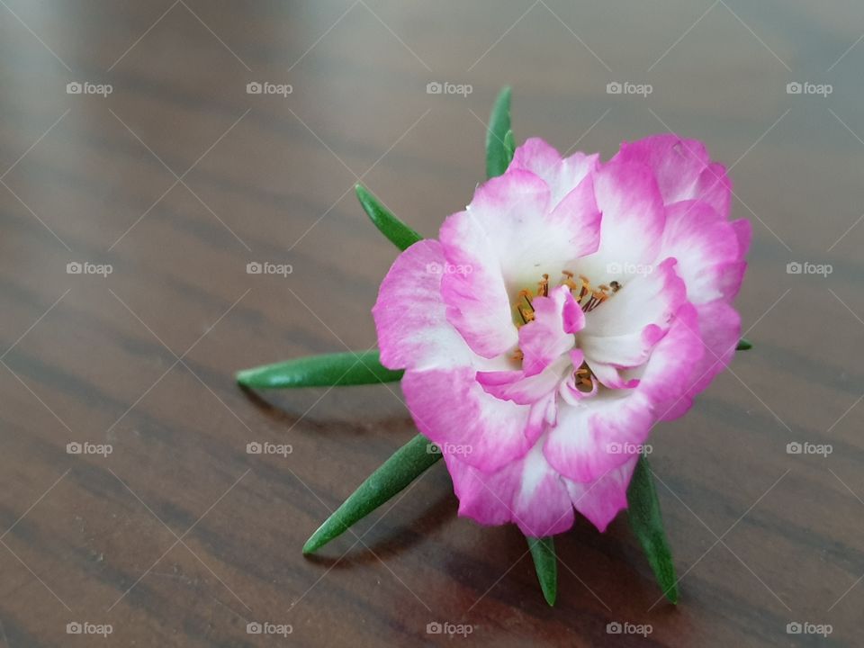 my beautiful Portulaca grandiflora