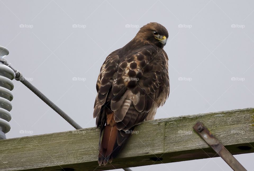 Red Tailed Hawk