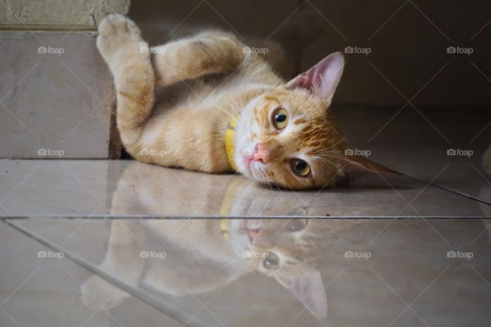 reflection of cat on the floor