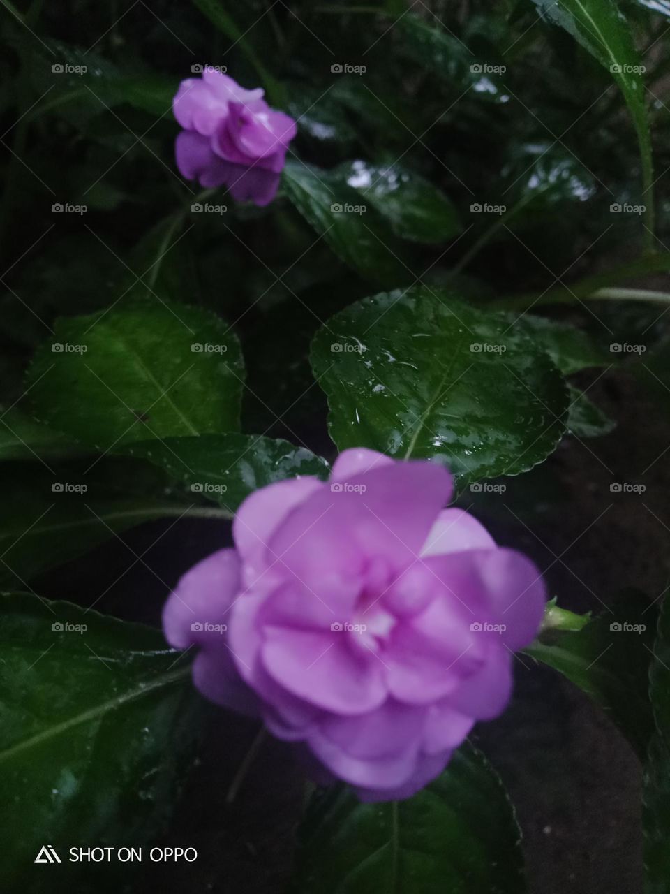 beautiful flower in tree pink coller