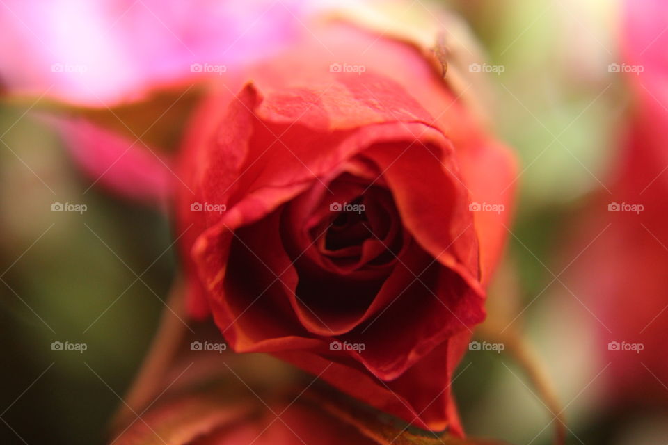 Rose bud