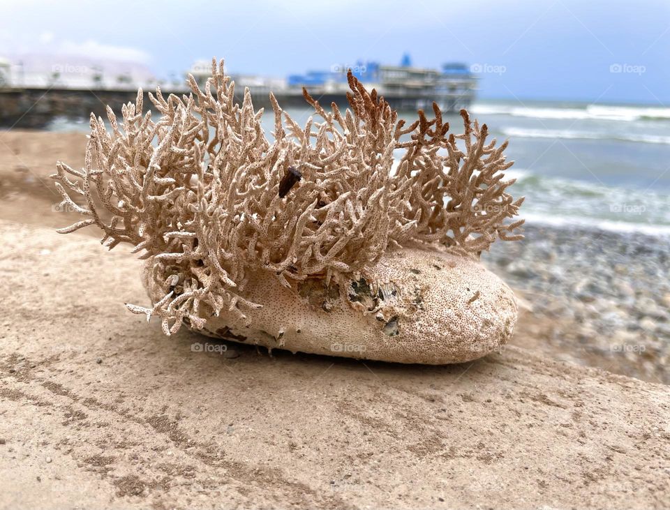 Sea urchin on a rock