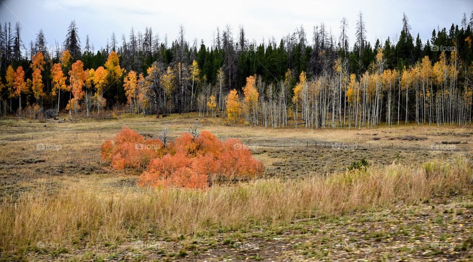 Fall in Wyoming