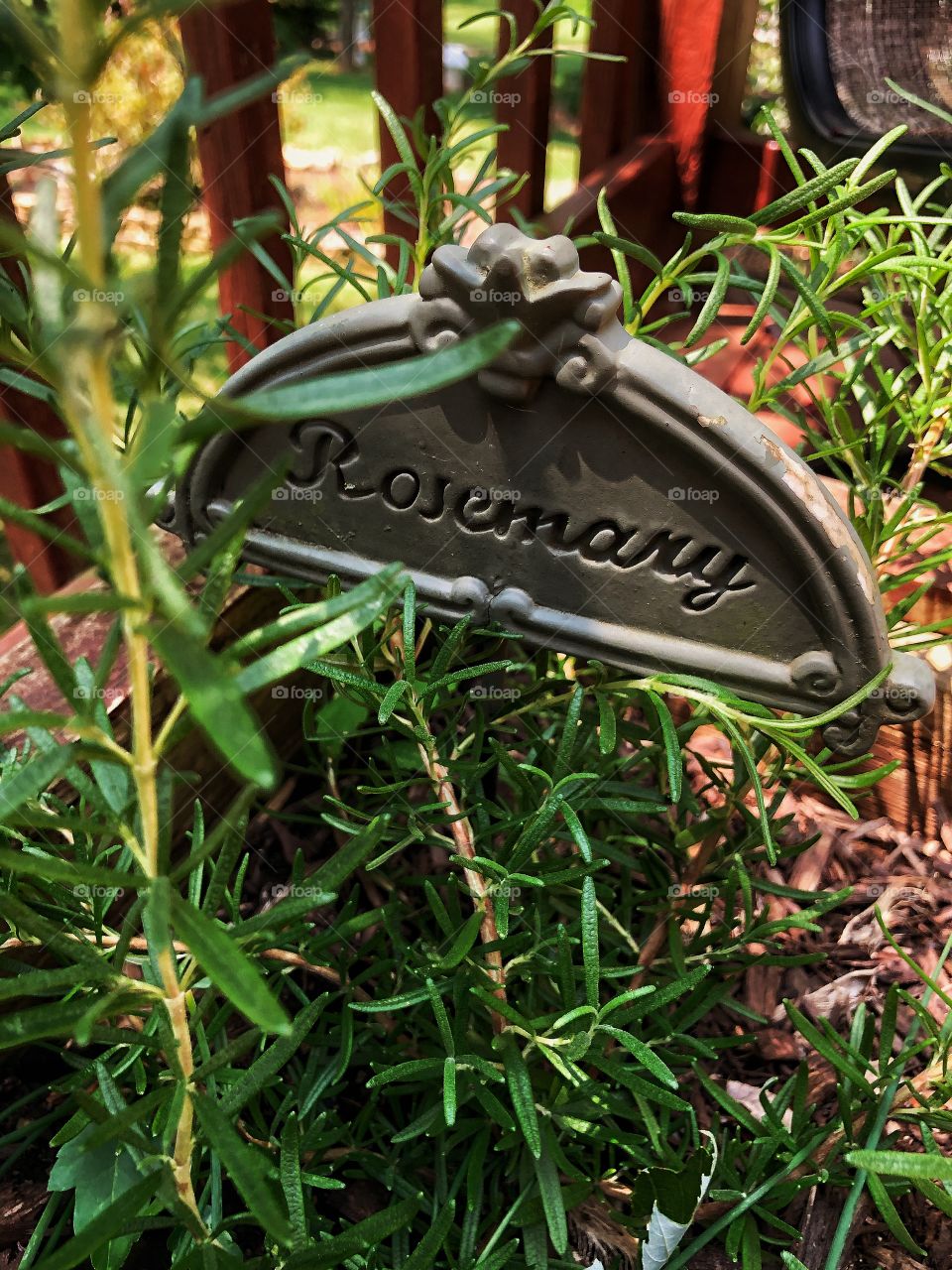 Rosemary herb garden 