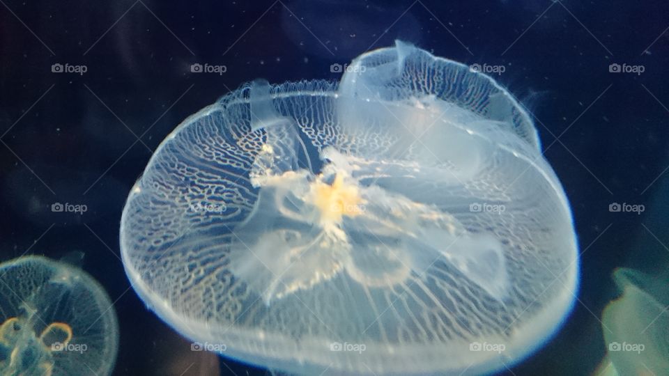 jellyfish :-D