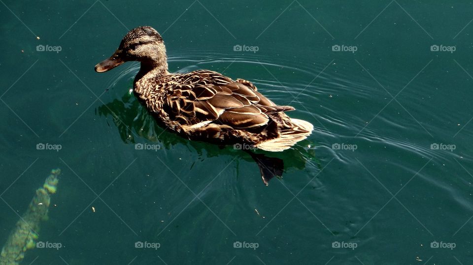duck croatia
