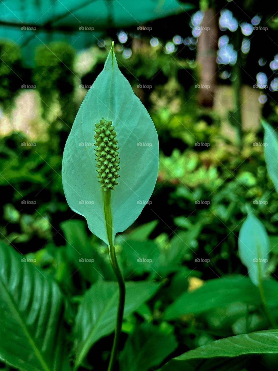 Peace lily