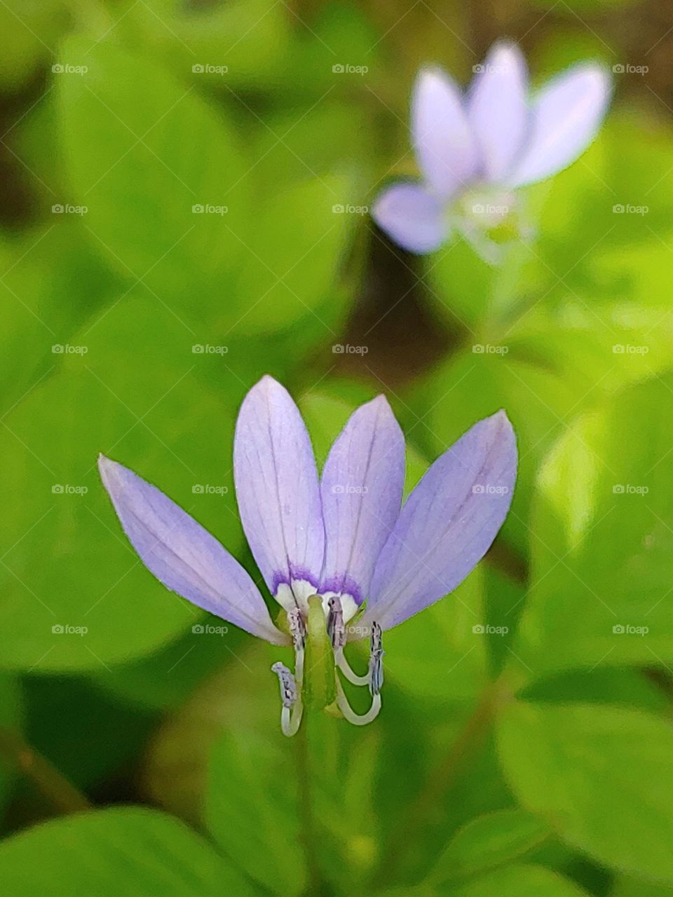 flowers captured