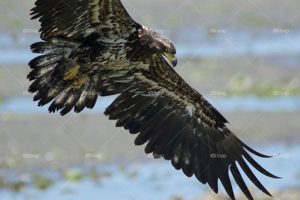 Juvenile bald eagle in flight