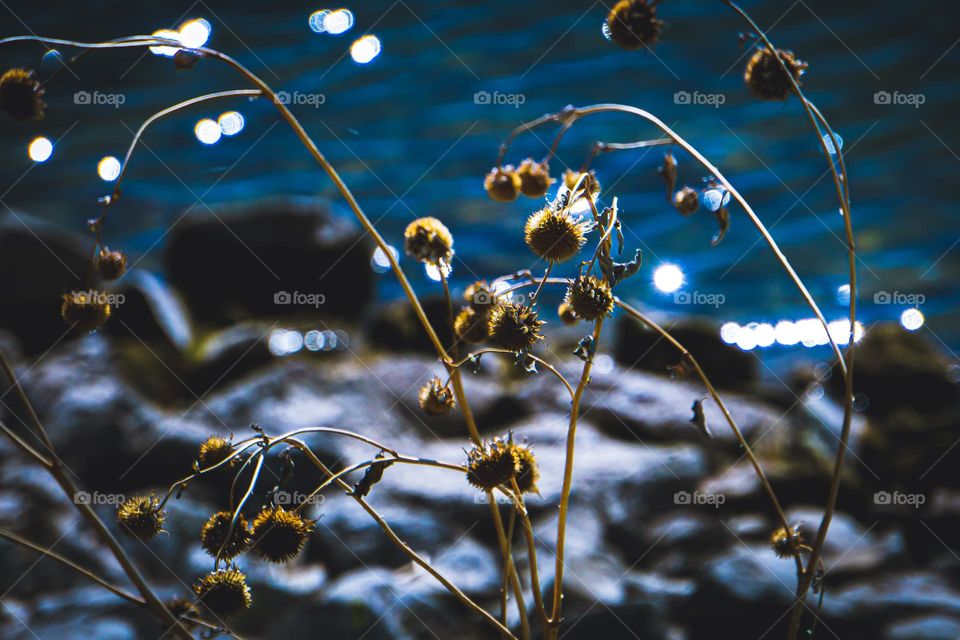 Old sprouts bowing their head to the lake.