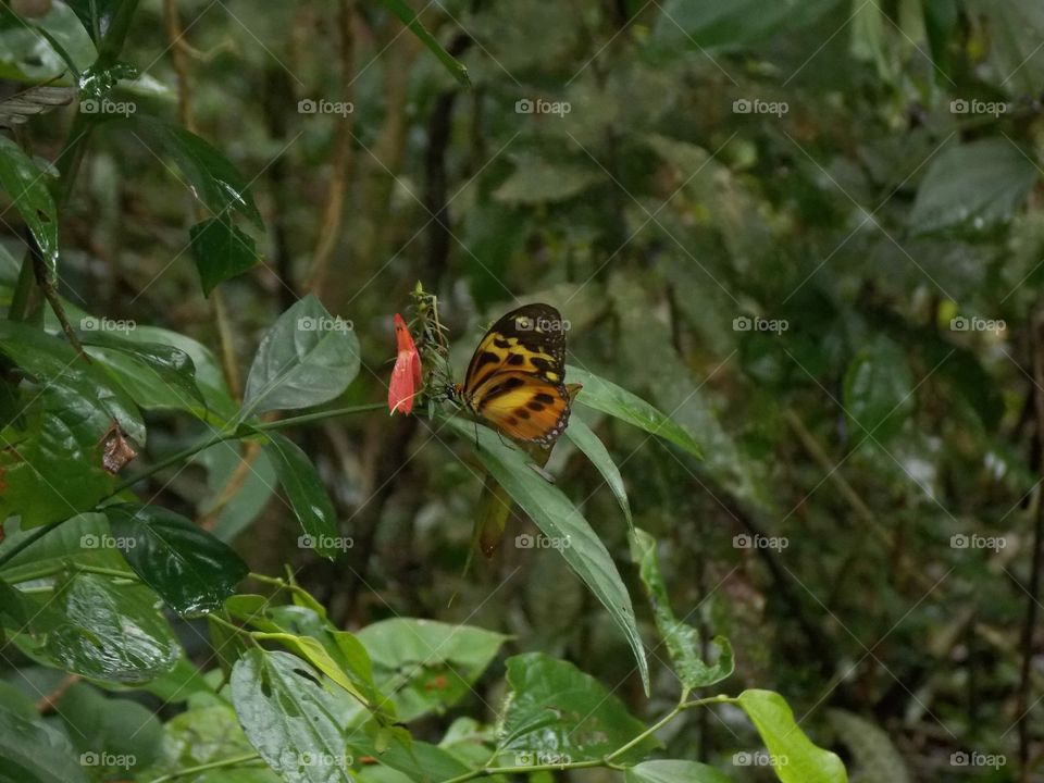 Borboletas da floresta