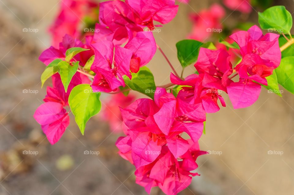 Bougainvillea or paper flower in Thailand.