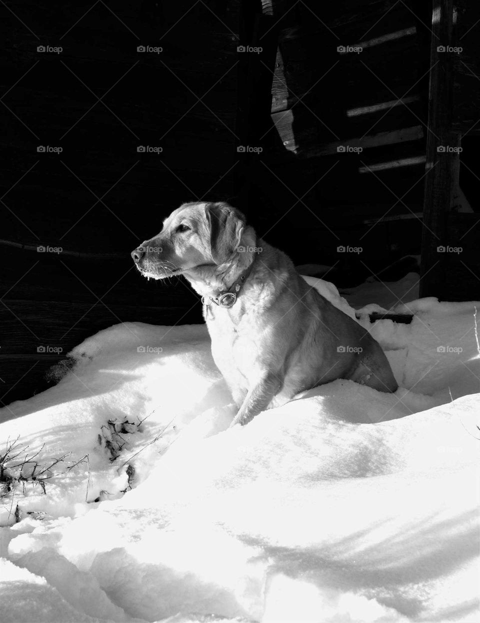 Dog posing for portrait in snow in old ghost town