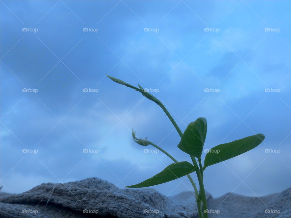 Nice sky.. And nice plant