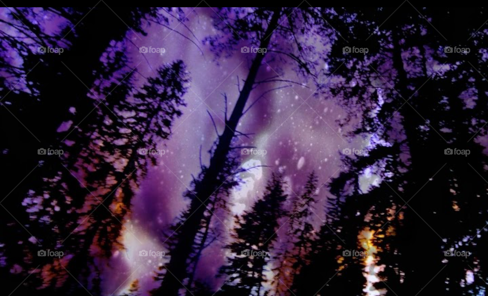 Trees up in the mountains .Purple Haze .