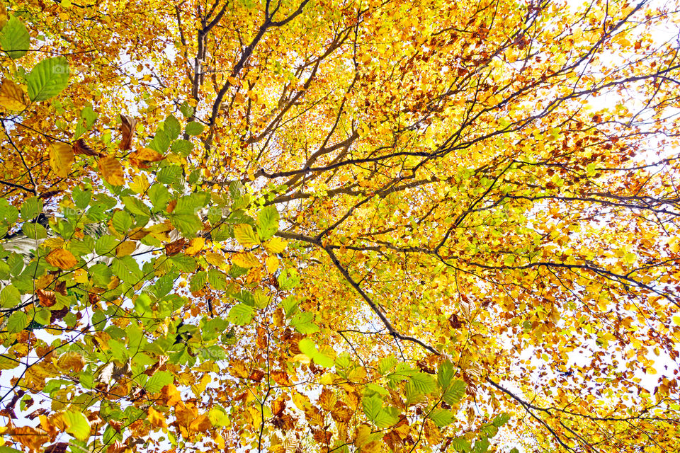 Nature in yellow. Branches and yellow leaves of a beech tree.