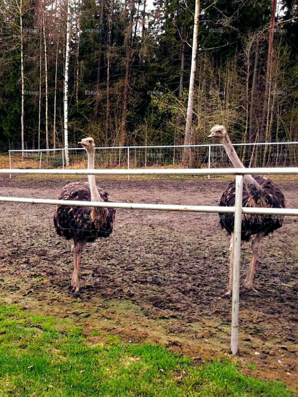 Curious Ostriches!. Ostriches