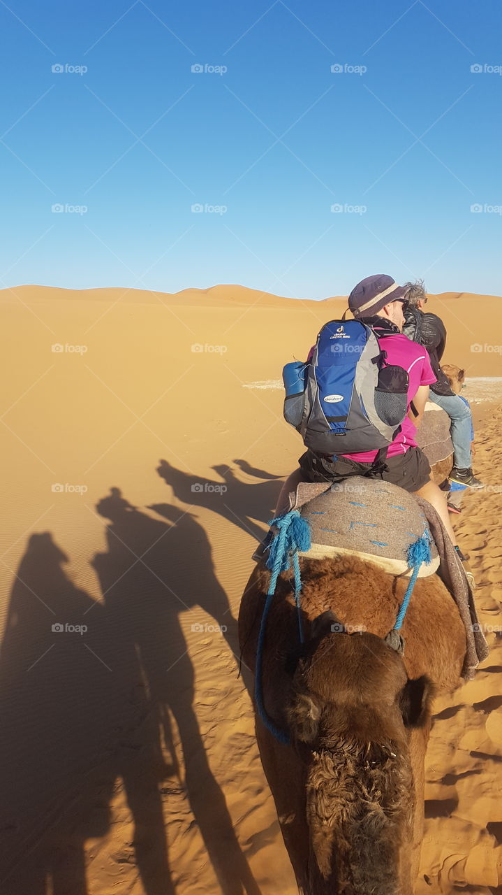 expedition with camels in the Sahara desert