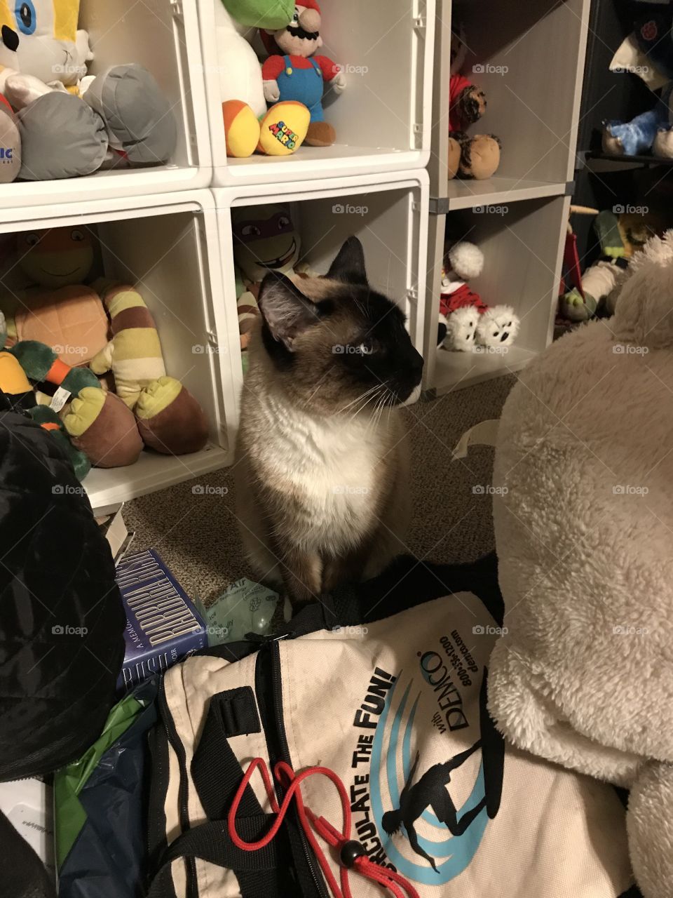 Sammy, the playful and curious cat, seems to be hiding in a pile of mess while wondering where his sleeping bed is.