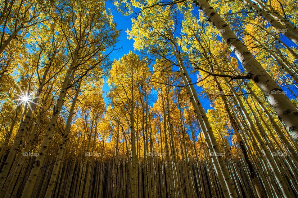 Fall colors in the mountains of Northern Arizona