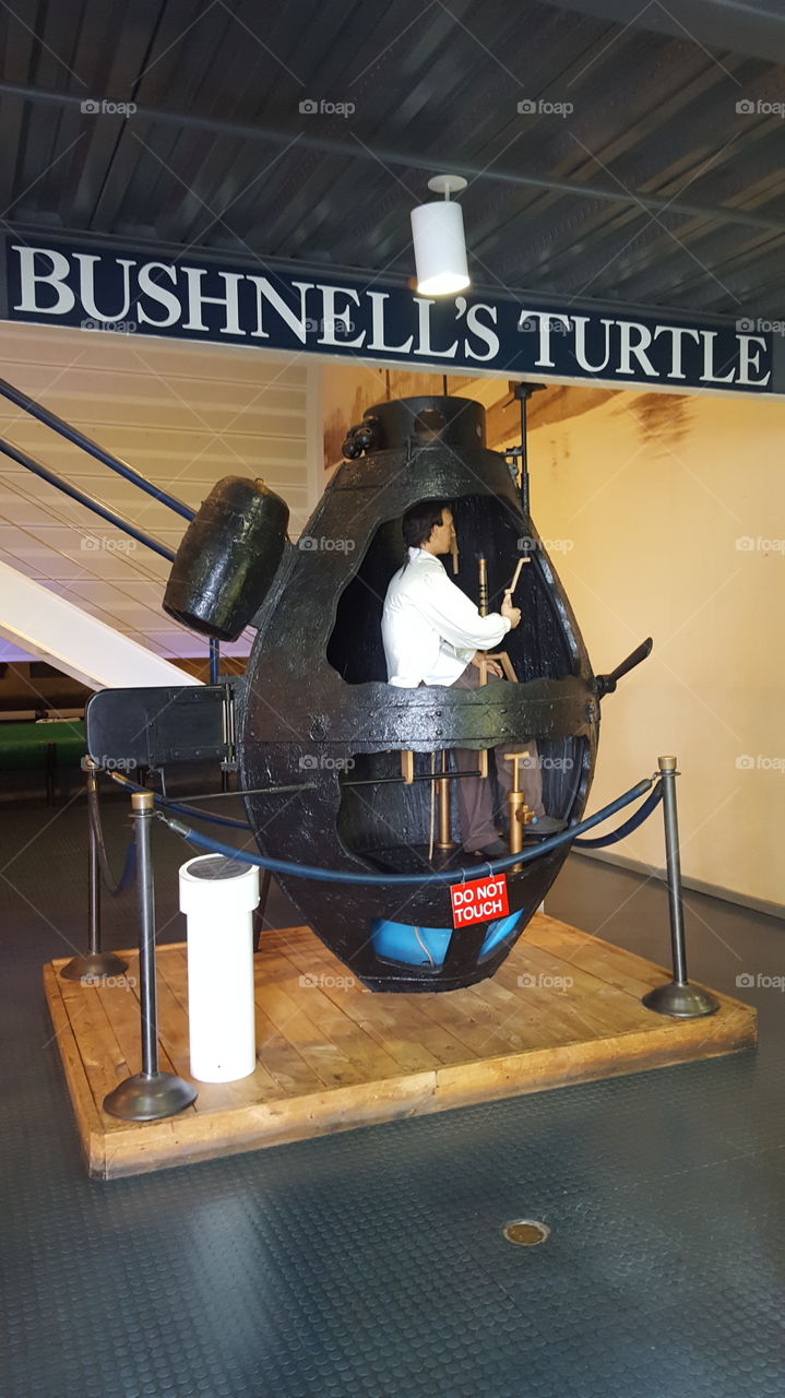 Bushnell's Turtle