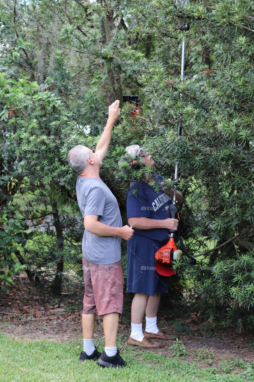 Friendship vibe between two grown brothers working together to trim some bushes