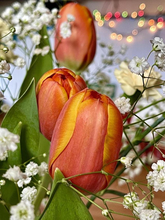 Christmas tulip