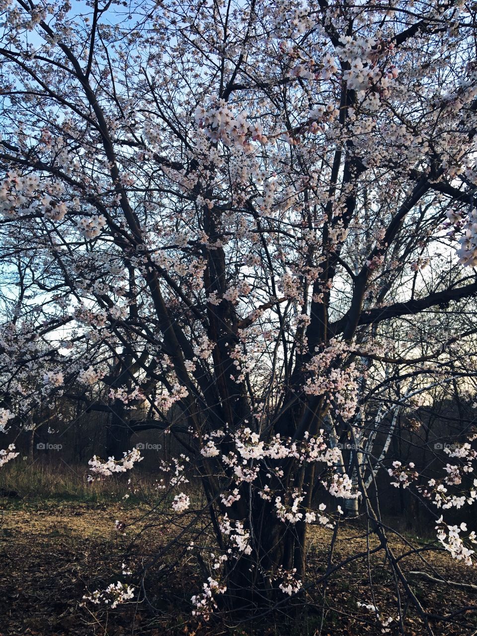 Japanese cherry blossoms 😍