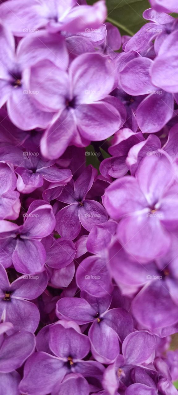 lilac