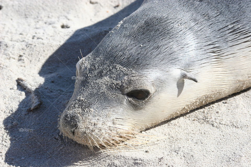 Sea lion