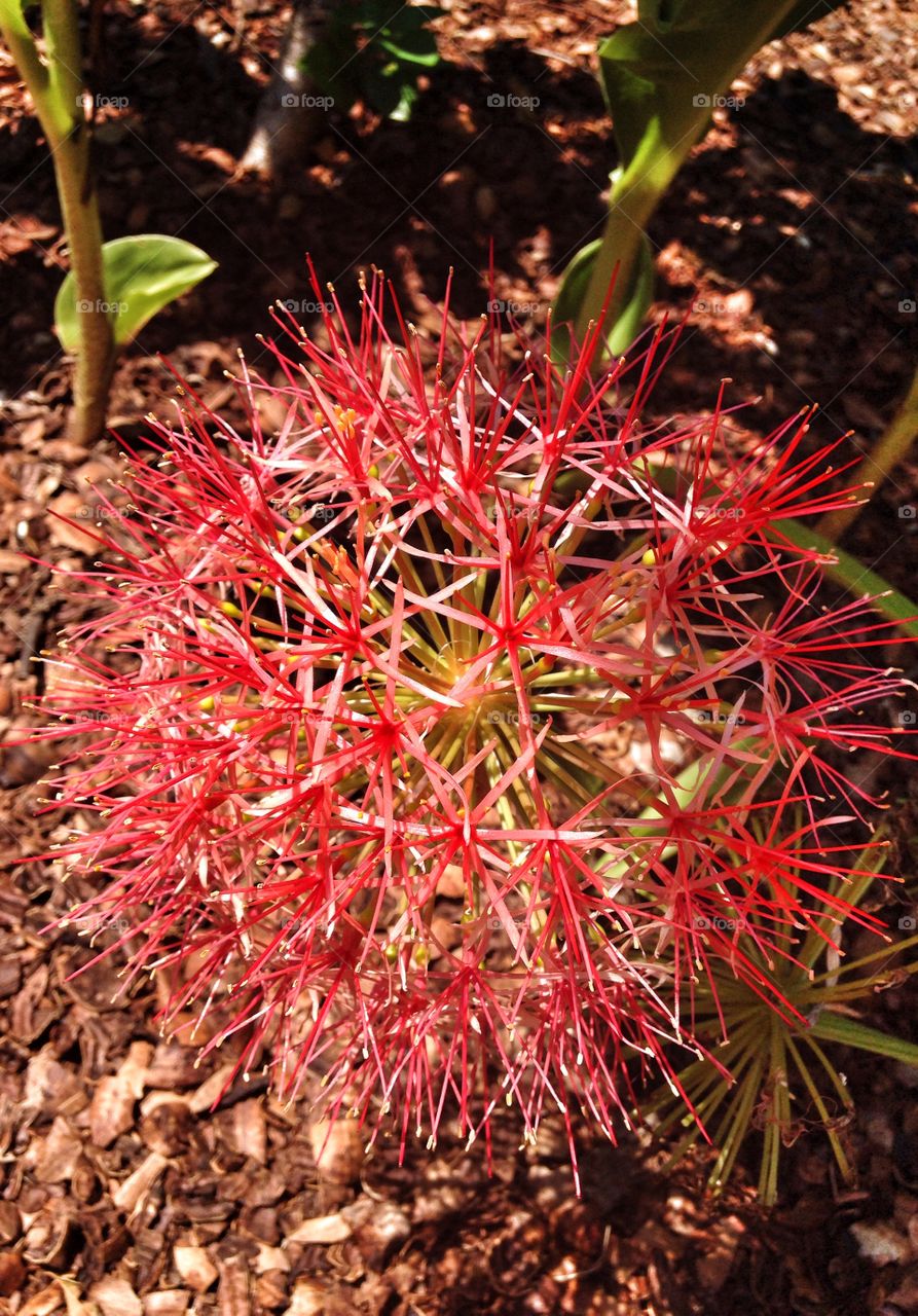 Spiky nature. Spiky flower in an outdoor garden exhibit 