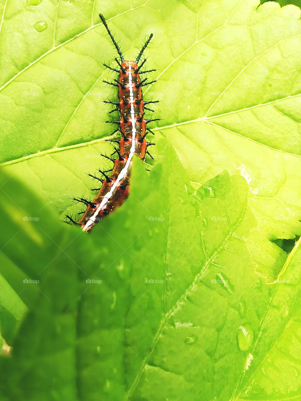 A long journey to transformation... 🐛🦋