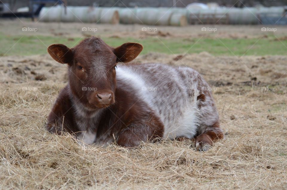 Resting calf