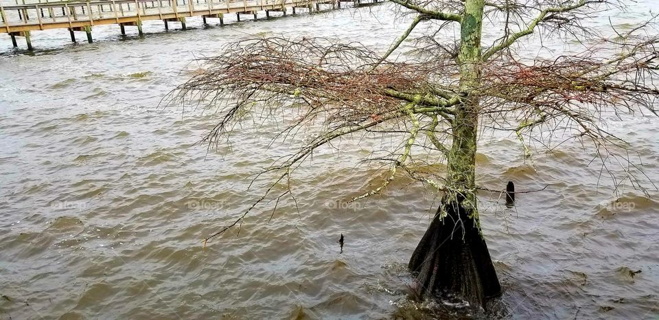 Tree on Water by the Dock