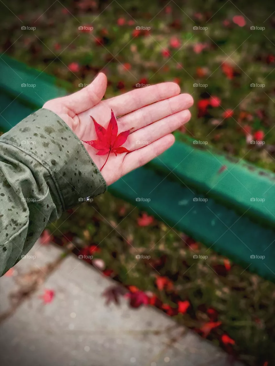 Red leaf