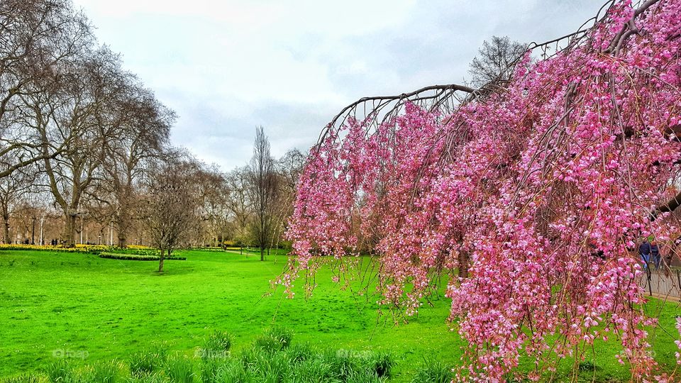 spring in london