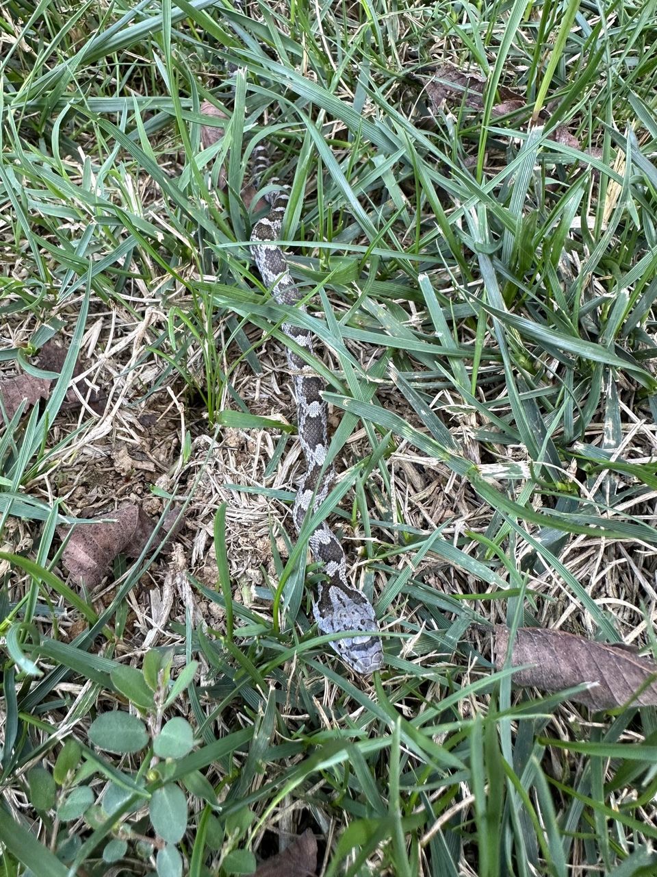 Baby rat snake spotted in grass along neighborhood sidewalk hungry reptile nature close up