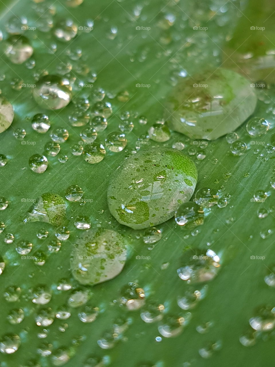 water droplets. dew drops