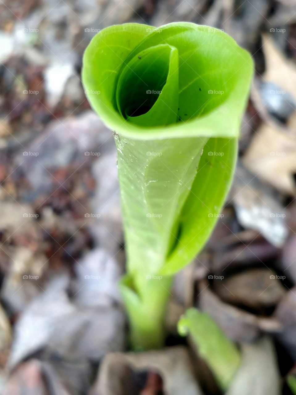 hosta sprout