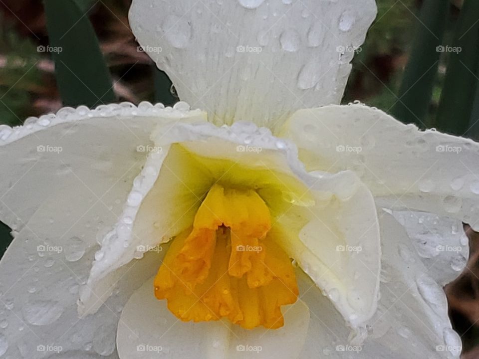 daffodil dew