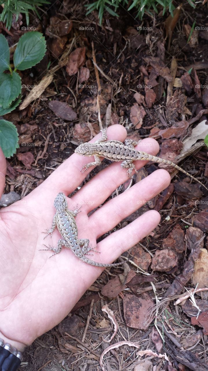 lizard friends in my hands. garden pets