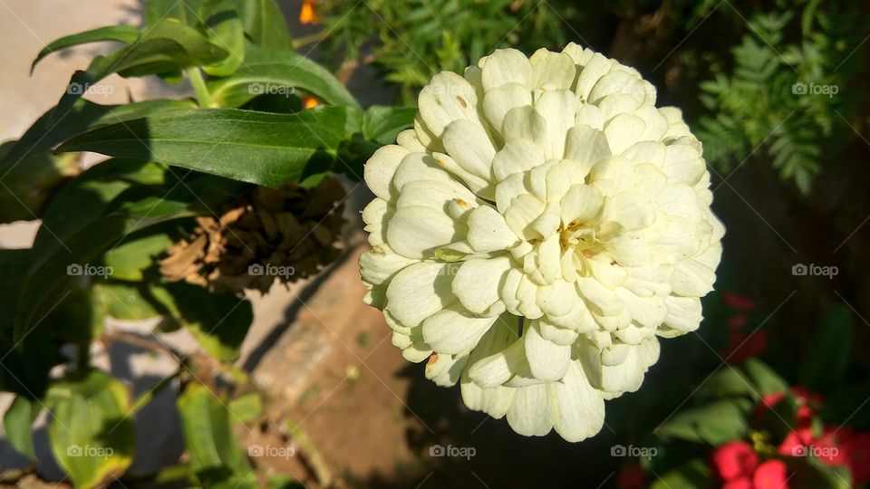 lovely milk white  colour flower in daytime with green colour leafs